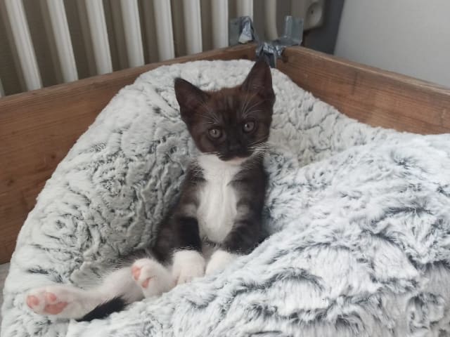 Huskatt · Strömsbruk · Marieke d.