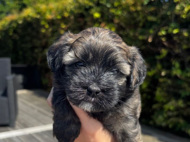 Havanese · Aalborg · Silketottens