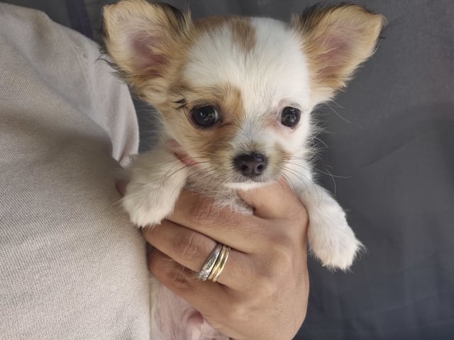 Chihuahua · Mariestad · Mayan Legacy