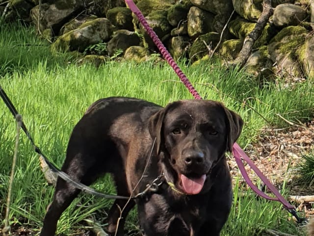 Labrador Retriever · Kågeröd · Johan F.