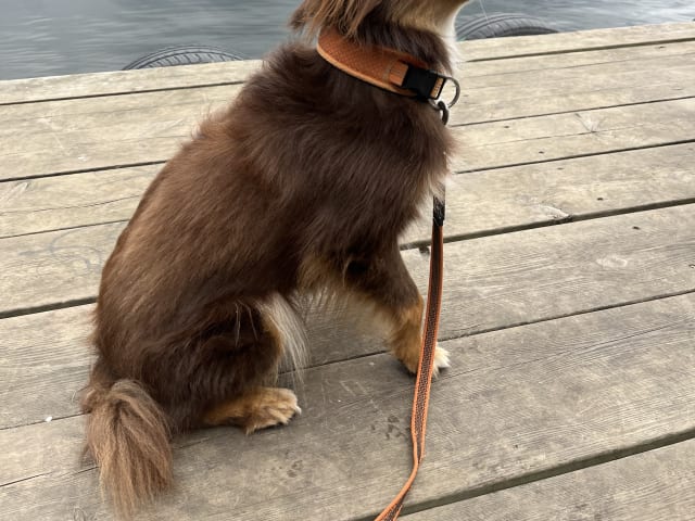 Miniature American Shepherd