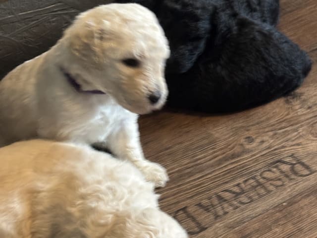 Goldendoodle