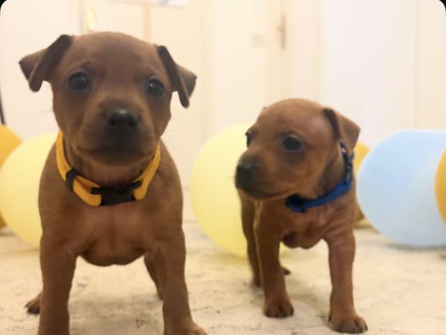 Miniature Pinscher