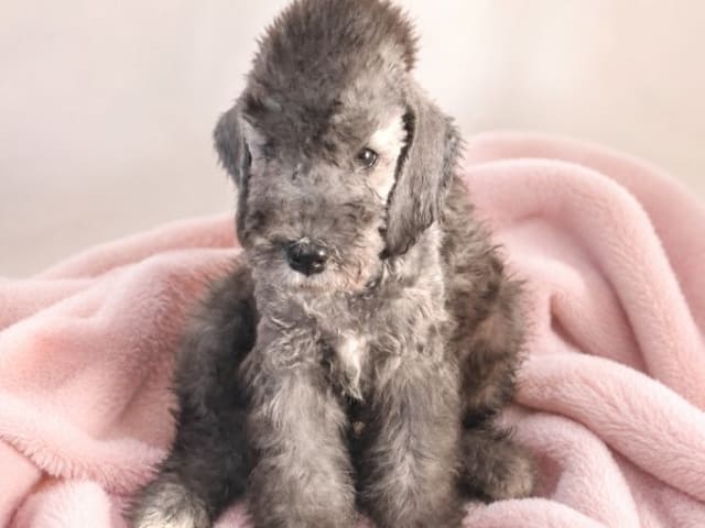 Bedlingtonterrier · Årsta · Velvety