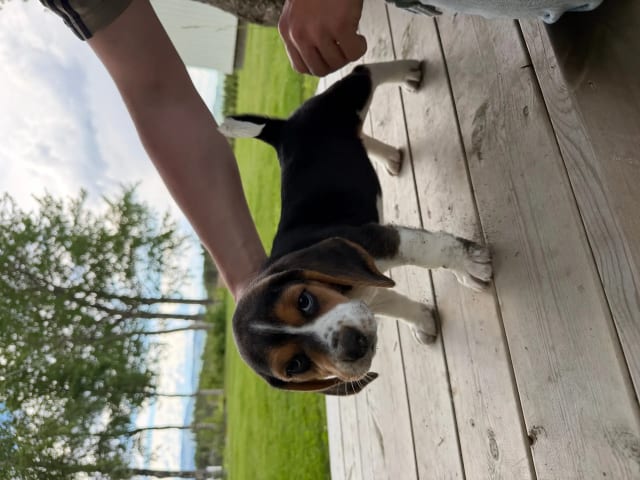 Beagle