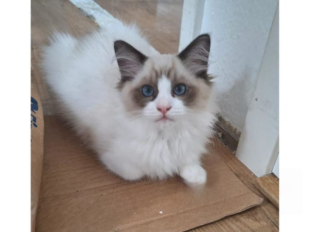Ragdoll · Anderslöv · S*Earth Angel's