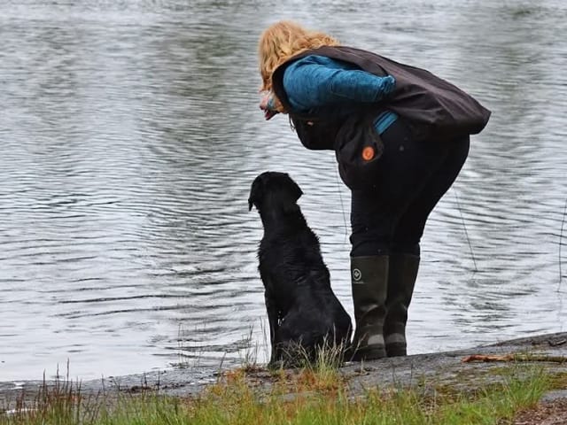 Flat Coated Retriever