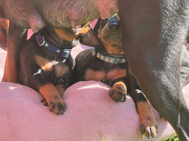 Manchester Terrier · Søndeled · Anja Viker Sandemose