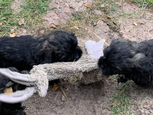 Shipoo/Pekingese · Larv · Yvonne H.