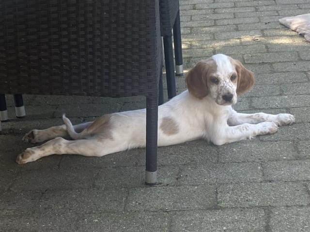 English Setter · Bramming · Dreamzikas
