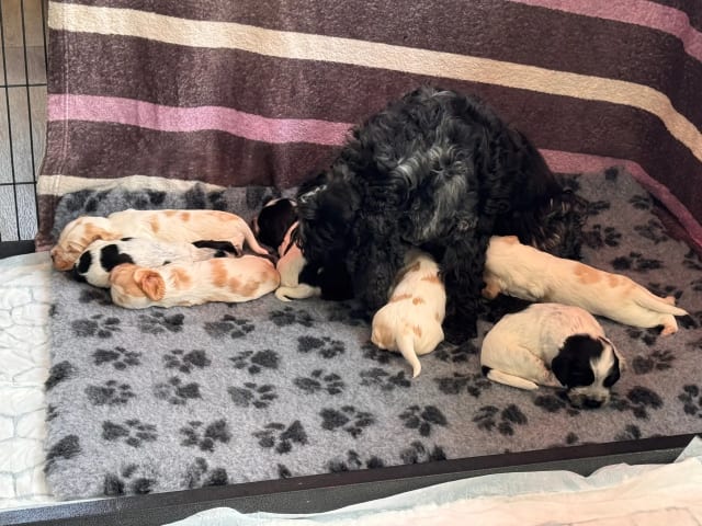 Cocker spaniel · Ramnes · Hege Merethe Bendiksen