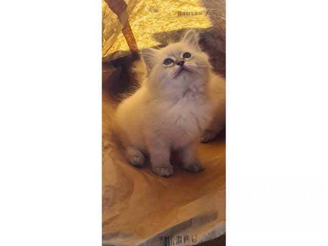 Ragdoll · Jämshög · SE*Eniliacat's