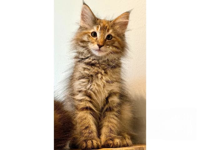 Norwegian Forest · Trelleborg · S*Livsnjutarna's