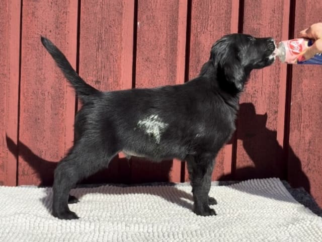 Flat Coated Retriever