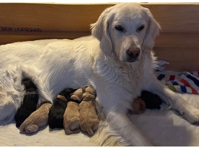 Goldendoodle