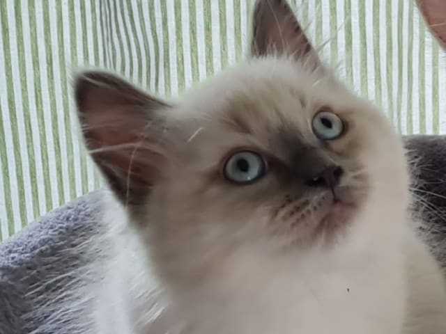 Ragdoll/Neva masquerade · Alunda · Annika S.