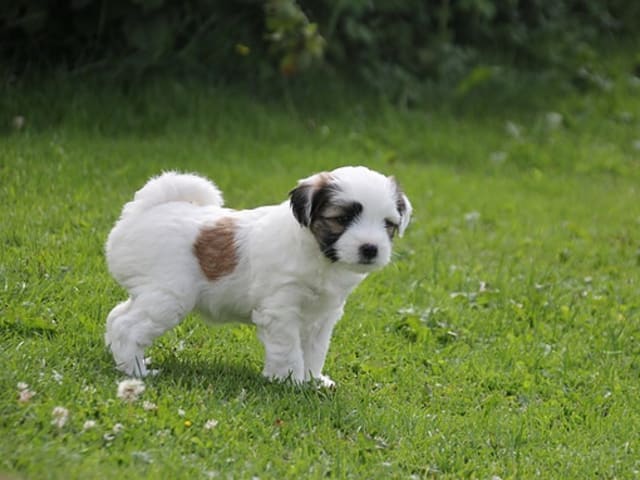 Tibetansk terrier