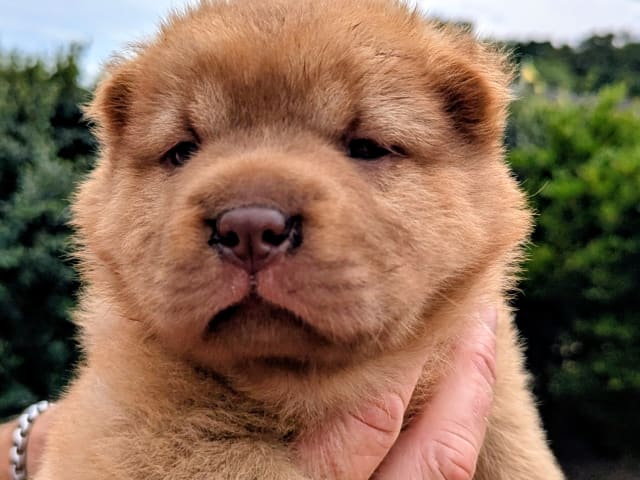 Shar Pei