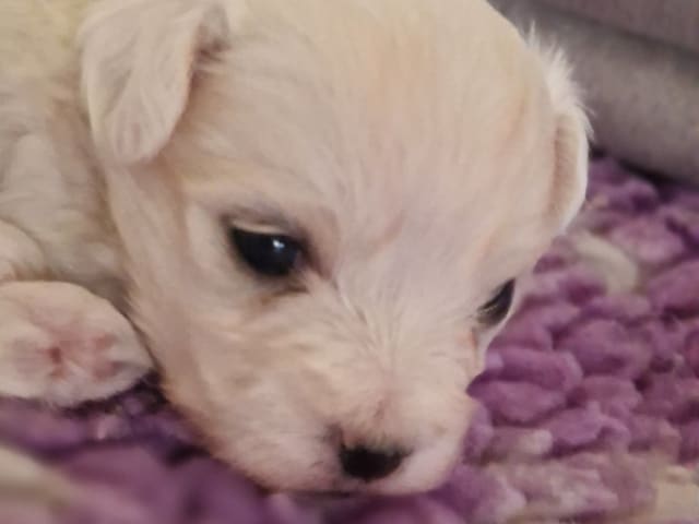 Coton de tulear · Västerljung · River Lake's