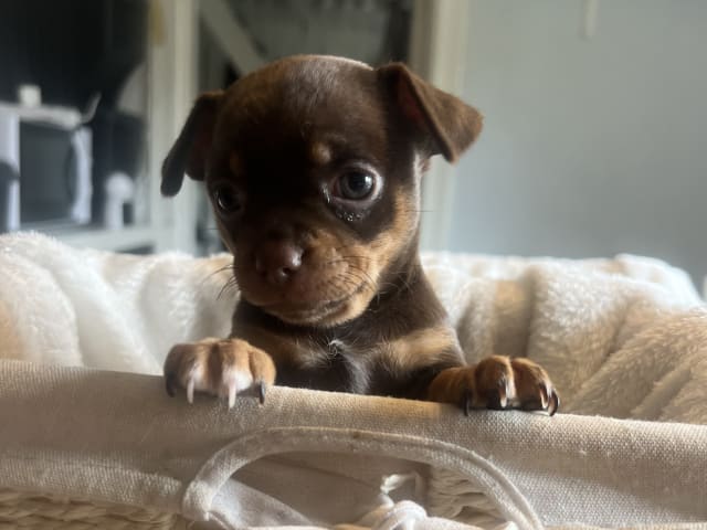 Chihuahua/Fransk bulldog · Vallda · Anna B.