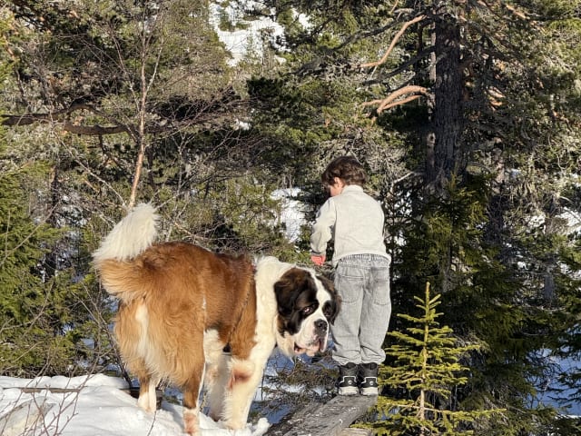 Saint Bernard