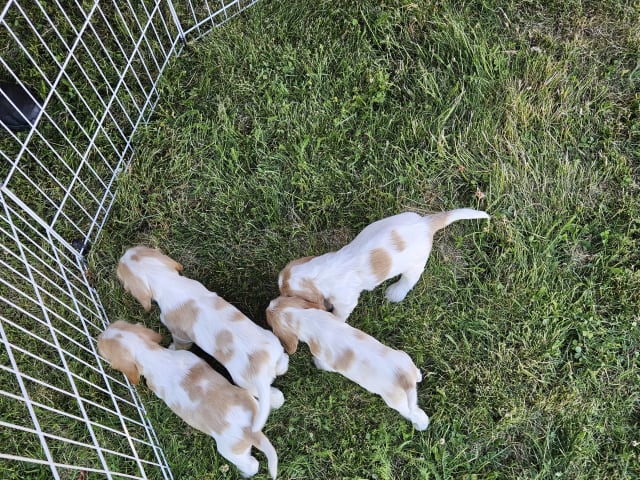 Cocker Spaniel · Enhörna · Norris Dream Cocker