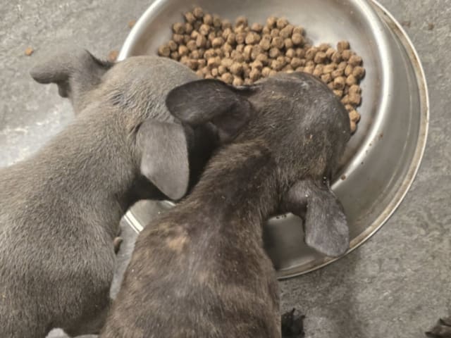 Staffordshire bull terrier