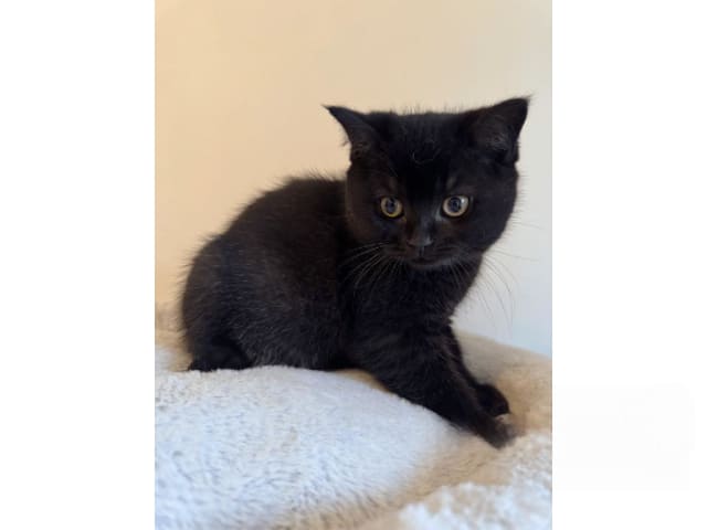 British Shorthair · Skövde · SE*Britessa