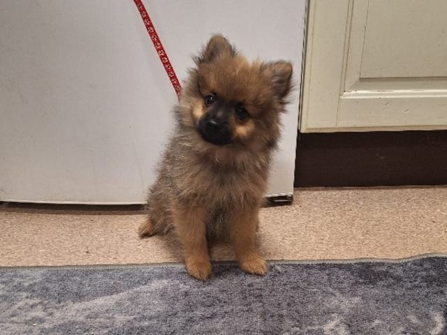 German Spitz – Mittelspitz