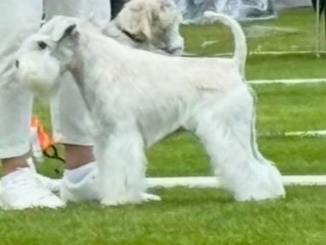 Dvärgschnauzer · Svedala · Tabus Dream