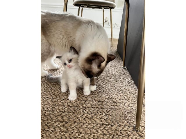 Ragdoll · Bollnäs · Marie Samuelsson