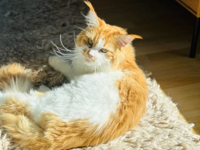 Maine Coon · Västra Frölunda · Jesper M.