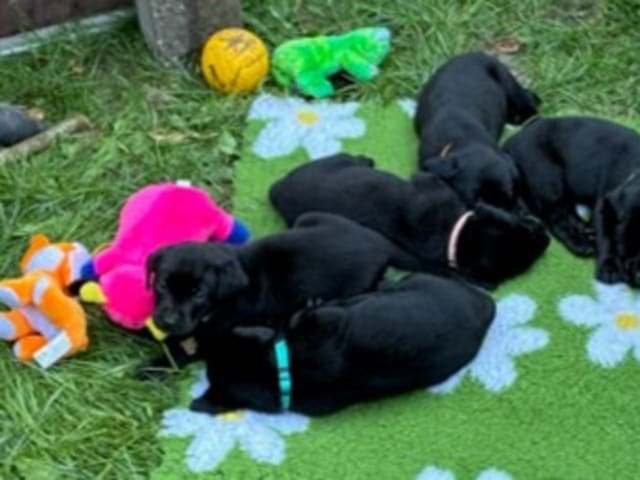 Labrador retriever · Flemming · Thomas Popperud