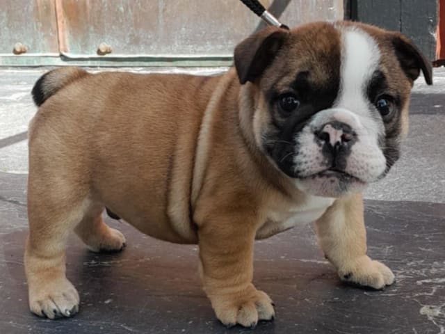 Engelsk bulldog