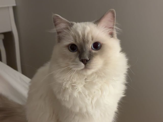 Ragdoll