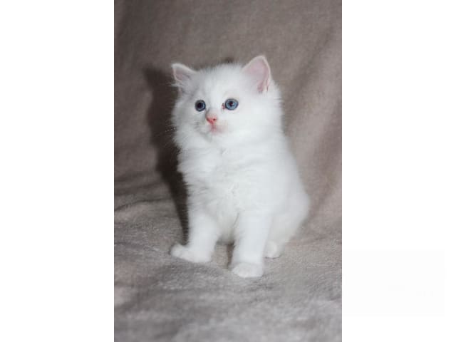 Ragdoll · Tärnsjö · SE*Rörödalens