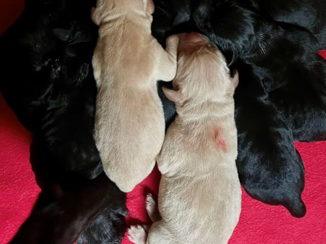 Labrador retriever · Hornslet · Tomas Jansen, Sarah Raluy Brøchner