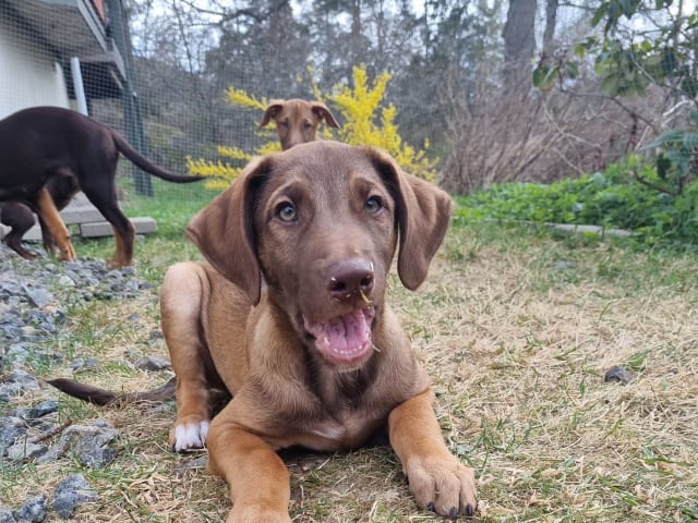 Xoloitzcuintle
