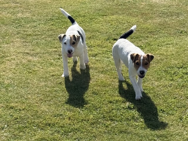 Jack Russell terrier