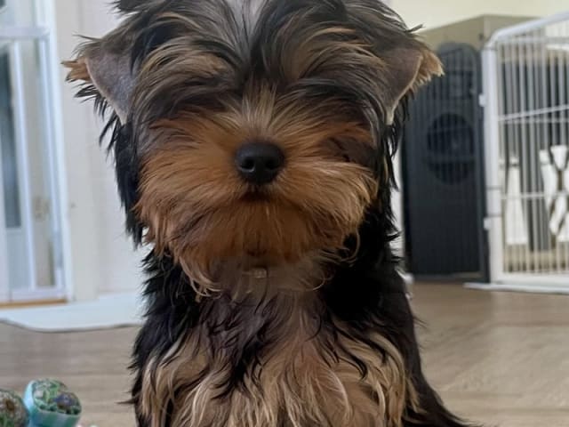 Yorkshire Terrier · Føvling · Guldal´s Danske