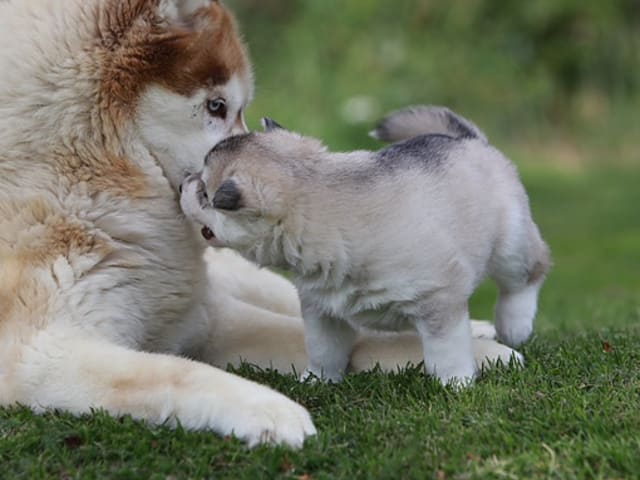 Siberian Husky