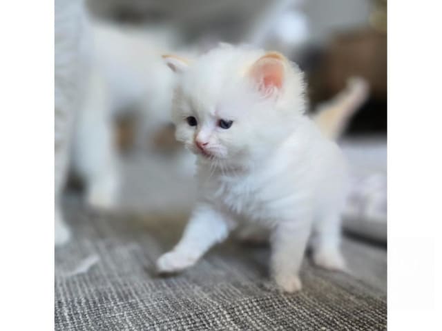 Sibirsk skogkatt