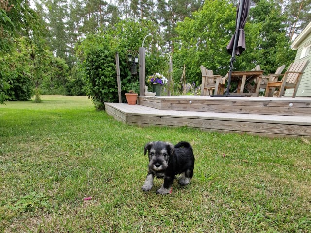 Miniature Schnauzer