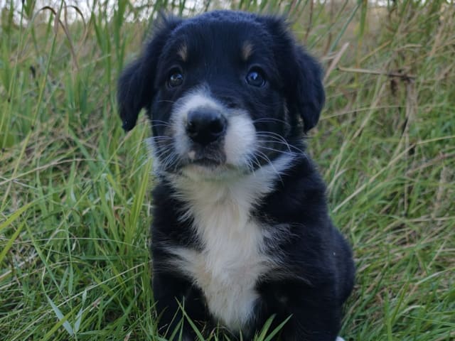 Border Collie · Frillesås · Slätters Ranch