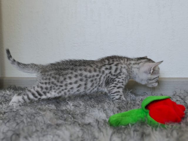 Egyptian Mau
