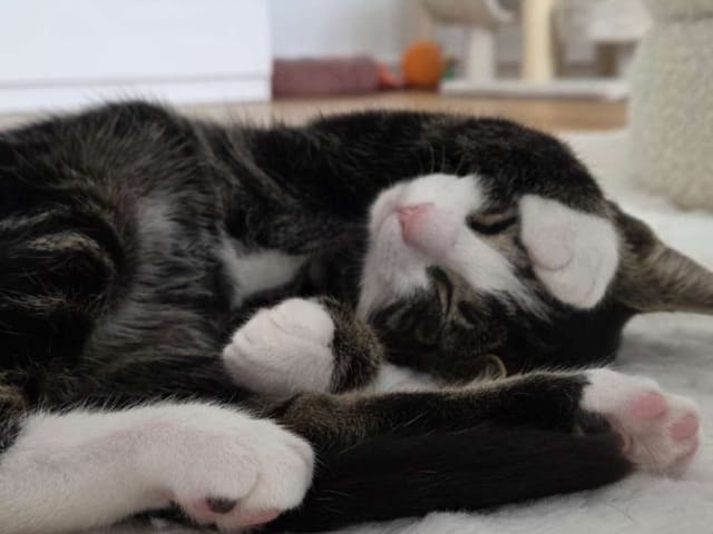 Bondkatt · Göteborg · Mince