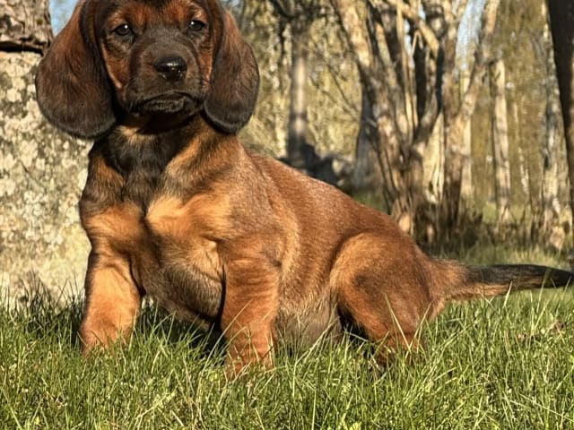 Alpine Dachsbracke