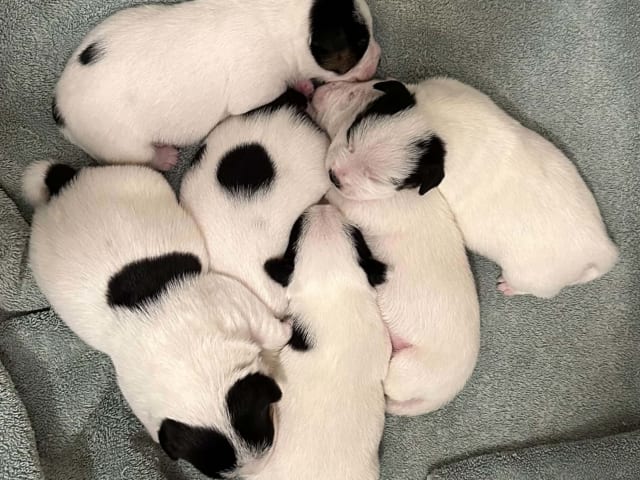 Jack Russell terrier · Knivsta · Limelight Kennels