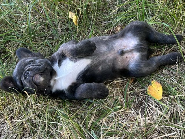 Fransk bulldog · Vårgårda · Hill's bullz