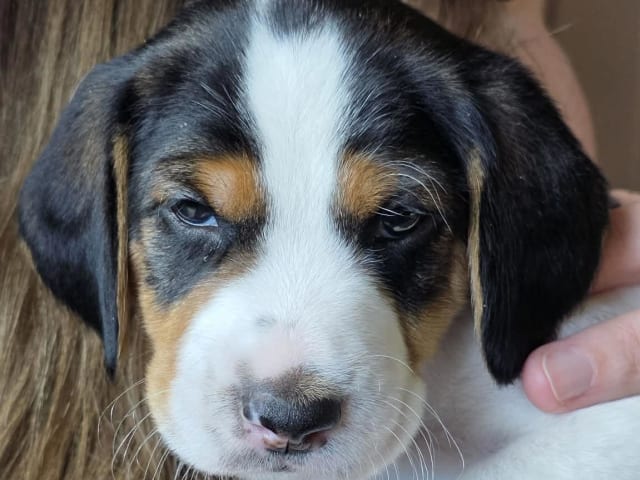 Halden Hound (Haldenstøver)